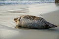 Sea lions and seals napping on a cove under the sun at La Jolla, San Diego, California. Royalty Free Stock Photo