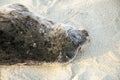 Sea lions and seals napping on a cove under the sun at La Jolla, San Diego, California. Royalty Free Stock Photo