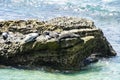 Sea lions and seals napping on a rock under the sunset at La Jolla Cove, San Diego, California. Royalty Free Stock Photo