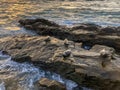 Sea lions & seals napping on a rock under the sunset Royalty Free Stock Photo