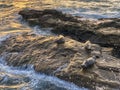 Sea lions & seals napping on a rock under the sunset