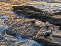 Sea lions & seals napping on a rock under the sunset Royalty Free Stock Photo