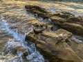 Sea lions & seals napping on a rock under the sunset