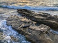 Sea lions & seals napping on a rock under the sunset Royalty Free Stock Photo