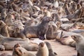 Sea Lions Seals, Otariinae with pups