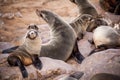 Sea Lions Seals, Otariinae with pups