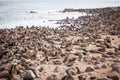 Sea Lions Seals, Otariinae with pups