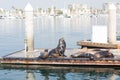 Sea lions and seals resting on a pier at Fisherman Village, Marina del Rey, California Royalty Free Stock Photo