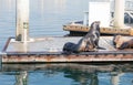 Sea lions and seals resting on a pier at Fisherman Village, Marina del Rey, California Royalty Free Stock Photo