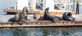 Sea lions and seals resting on a pier at Fisherman Village, Marina del Rey, California Royalty Free Stock Photo