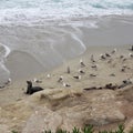 Sea lions, seals and seagulls on rocky beach waves