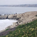 Sea lions, seals and seagulls on rocky beach waves