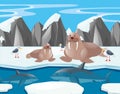 Sea lions and shark in the north pole Royalty Free Stock Photo