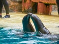 Sea lions show at the Loro Park Loro Parque, Tenerife.