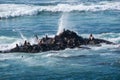 Sea lions sitting on a rock battled by waves