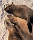 Sea lions sleeping