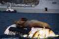 Sea lions sleeping on a buoy Royalty Free Stock Photo