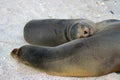 Sea Lions sleeping on the Galapagos Islands beaches Royalty Free Stock Photo