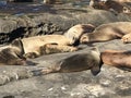 Sea lions sleeping on a rocky shore