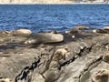 Sea lions sleeping on a rocky shore