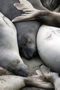 Sea lions sleeping in the sun
