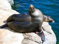 Sea Lions sunbathing by the pool. Aquarium of the Pacific, Long Beach, California, USA