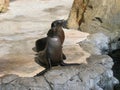 Sea Lions sunbathing in their habitat. Aquarium of the Pacific, Long Beach, California, USA Royalty Free Stock Photo