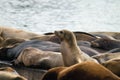 Sea Lions Sunning Barge Pier 39 San Francisco Royalty Free Stock Photo