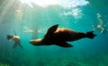 Sea lions swimming around snorkelers