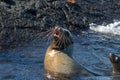 Sea lions in a tidal pool