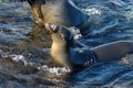 Sea lions in a tidal pool