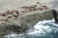 Sea Lions in the Valdes Peninsula