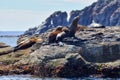 Sea Lions On Vulcanic Rock Formation On Corona Island, Loreto Mexico