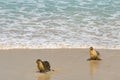 Sea lions walking back to the seashore after swimming at Seal Ba