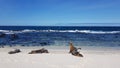 Sea lions on the white beach on Mosquera Island, Galapagos, Ecuador Royalty Free Stock Photo