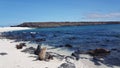 Sea lions on the white beach on Mosquera Island, Galapagos, Ecuador Royalty Free Stock Photo
