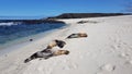 Sea lions on the white beach on Mosquera Island, Galapagos, Ecuador Royalty Free Stock Photo