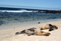 Sea lions on the white beach on Mosquera Island, Galapagos, Ecuador Royalty Free Stock Photo