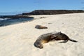 Sea lions on the white beach on Mosquera Island, Galapagos, Ecuador Royalty Free Stock Photo