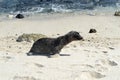 Sea lions on the white beach on Mosquera Island, Galapagos, Ecuador Royalty Free Stock Photo