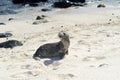 Sea lions on the white beach on Mosquera Island, Galapagos, Ecuador Royalty Free Stock Photo