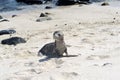 Sea lions on the white beach on Mosquera Island, Galapagos, Ecuador Royalty Free Stock Photo