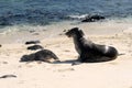 Sea lions on the white beach on Mosquera Island, Galapagos, Ecuador Royalty Free Stock Photo