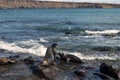 Sea lions on the white beach on Mosquera Island, Galapagos, Ecuador Royalty Free Stock Photo