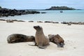 Sea lions on a white sandy beach Royalty Free Stock Photo