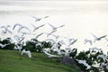 A sea of little egrets flying over the lake Royalty Free Stock Photo