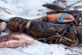 Sea lobsters in ice for sale in the fish market in the Netherlands. Royalty Free Stock Photo