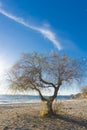 The sea, a lonely tree on the beach at sunrise .Evropa, the Balkans, Greece, Attica, Athens.