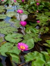 Sea of lotus flower on the pond. Concept of spiritual enlightenment, rebirth and awakening.