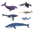 Sea mammals cetacea - vector illustration